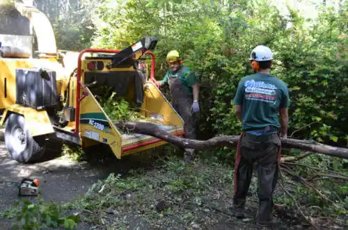 tree services Woodland Park